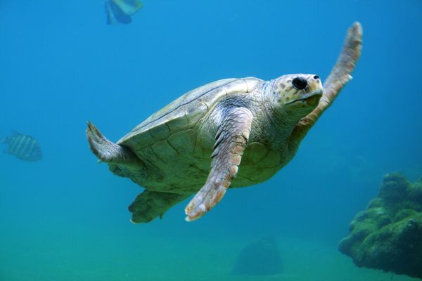 La tartaruga marina fa parte degli animali marini