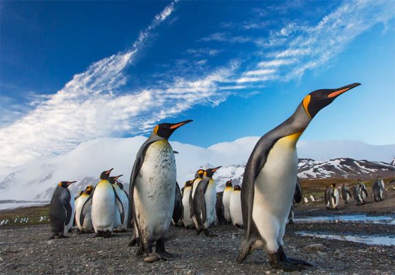 Colonia di pinguini reali
