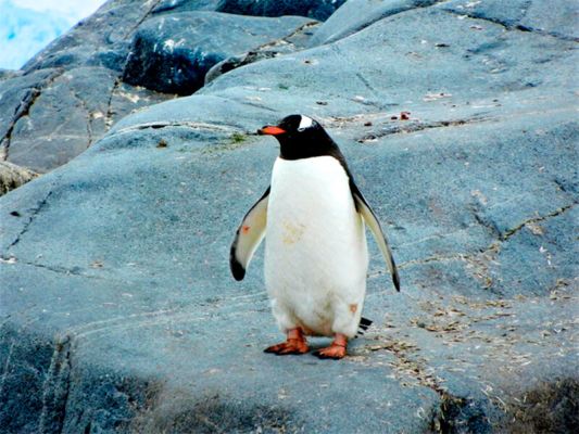 Pinguini: Informazioni, Caratteristiche e Curiosità