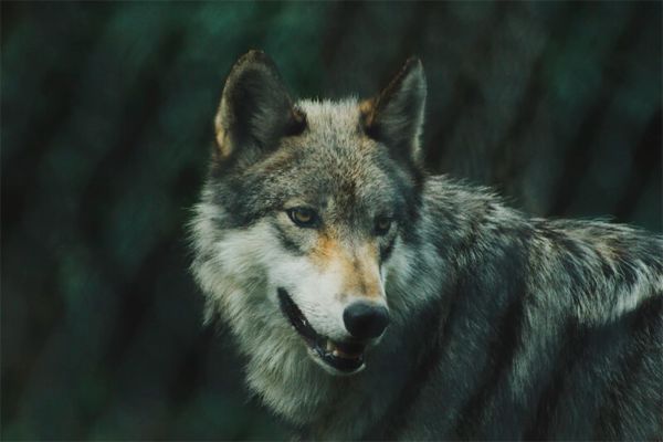 Primo piano di un lupo