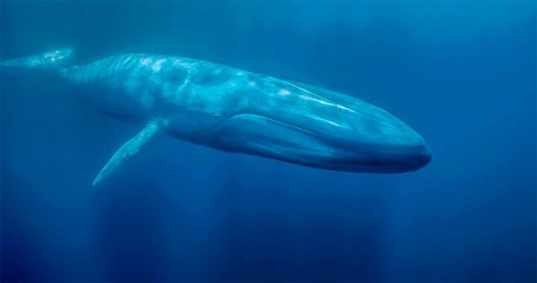 Balenottera Azzurra: Informazioni, Caratteristiche e Curiosità
