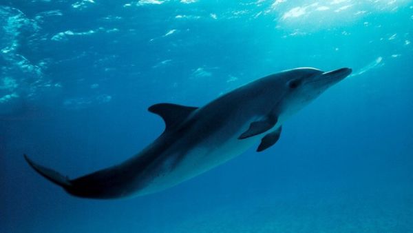 Si dice che il delfino sia uno dei mammiferi più intelligenti