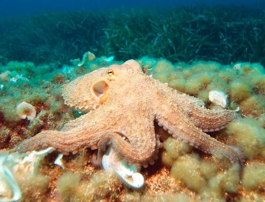 Octopus: Informazioni, Caratteristiche e Curiosità