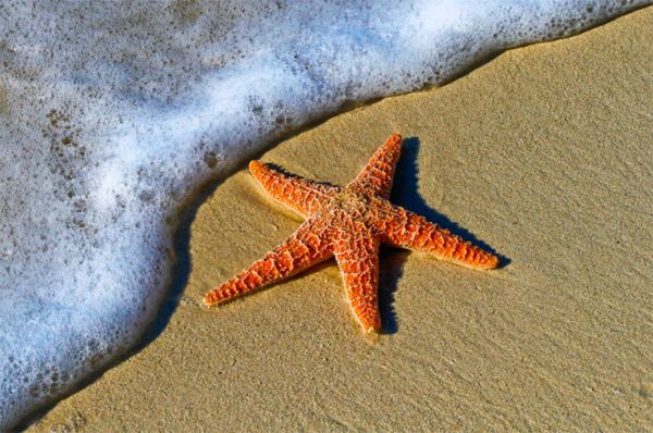 Starfish: Informazioni, Caratteristiche e Curiosità