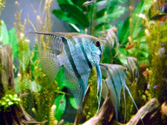 Angel Fish: Informazioni, Caratteristiche e Curiosità