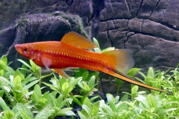 Lo xiphophorus è un pesce molto popolare tra le persone con acquari.