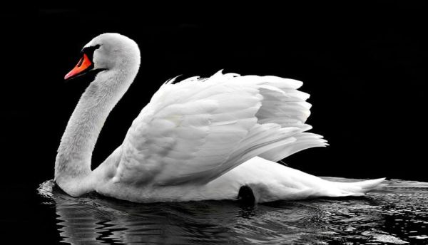 Swan - Informazioni, Caratteristiche e Curiosità