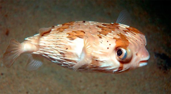 Pesce Palla: Caratteristiche, Curiosità e Informazioni