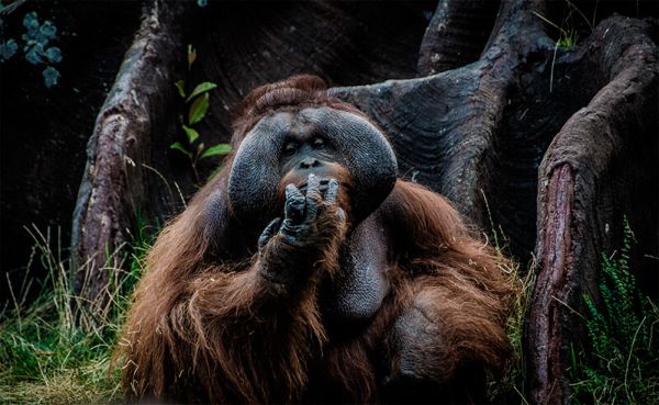 Orangutan del Borneo (Pongo pygmaeus)