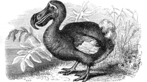 Il dodo è un animale estinto da molti anni.