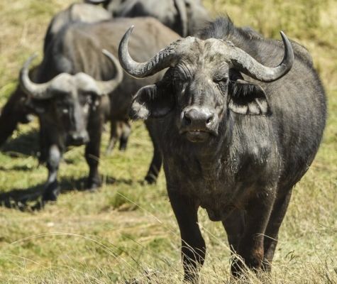 Il bufalo è un animale sociale che vive in grandi gruppi.