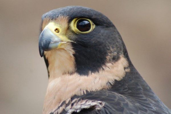 Possiamo apprezzare lo sguardo maestoso del falco.