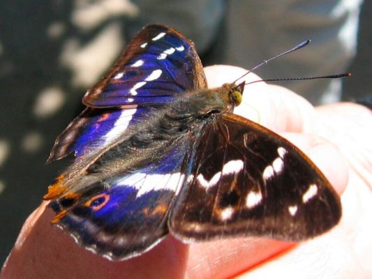 Esemplare maschio della farfalla imperatore viola