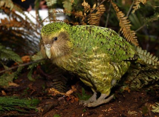 Immagine di un kakapo
