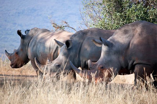 Gruppo di rinoceronti che si alimentano.