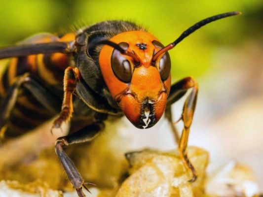 Giant Asian Hornet: Informazioni, Caratteristiche e Curiosità