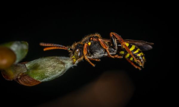 La vespa si nutre di altri insetti e frutti.