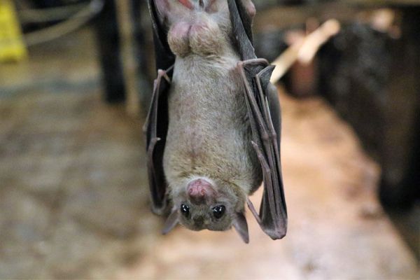 Il pipistrello è un mammifero aereo. Non è un roditore, come molte persone credono.