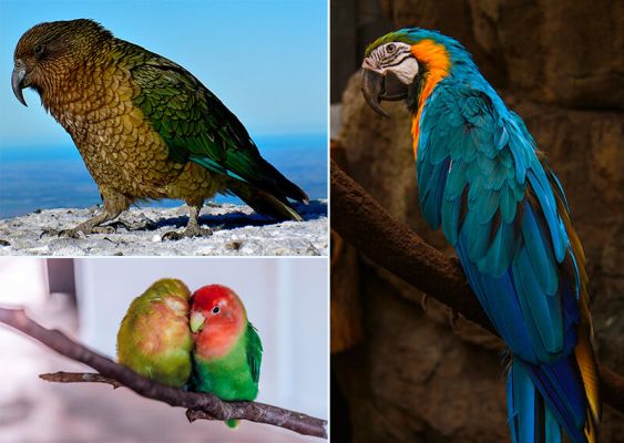 Diverse specie di pappagalli