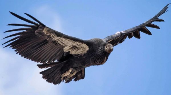 Avvoltoio: Informazioni, Caratteristiche e Curiosità