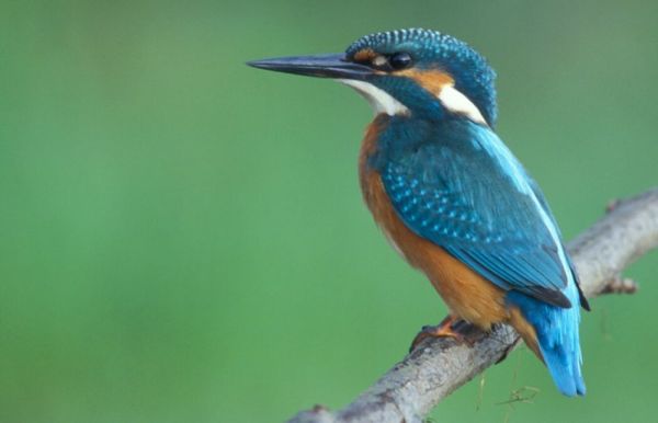 Kingfisher - Informazioni, Caratteristiche e Curiosità