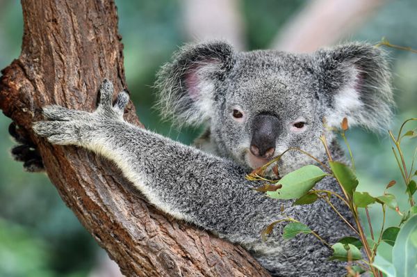 I koala sono animali erbivori