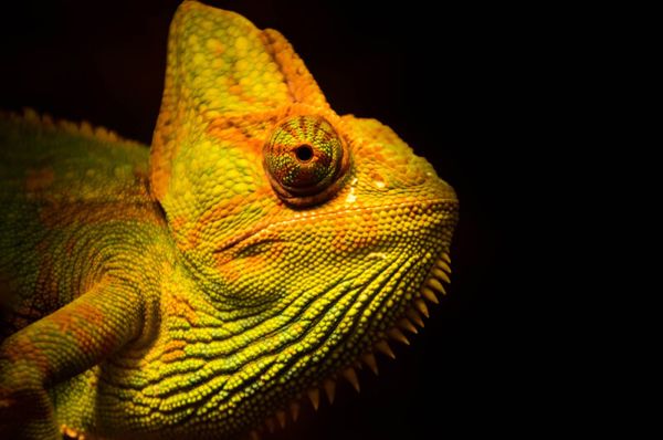 I camaleonti possono cambiare colore per situazioni pericolose