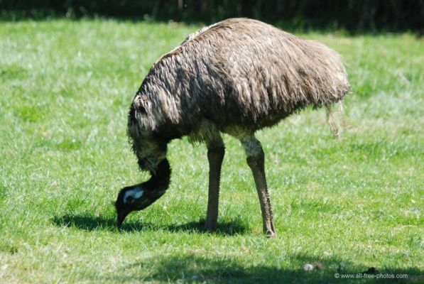 L'Emu: Informazioni, Caratteristiche e Curiosità