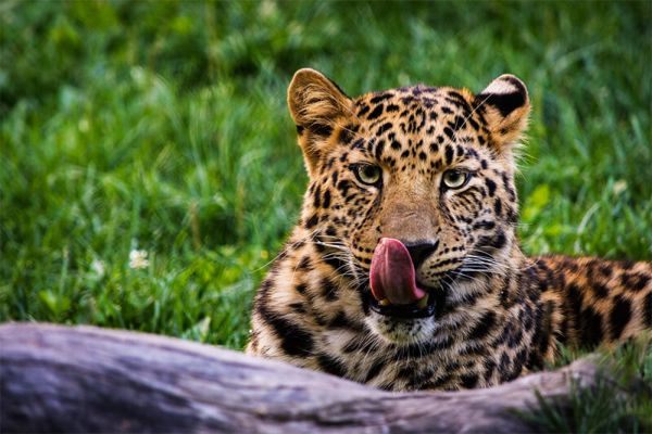 Leopardo - Caratteristiche, Informazioni e Curiosità