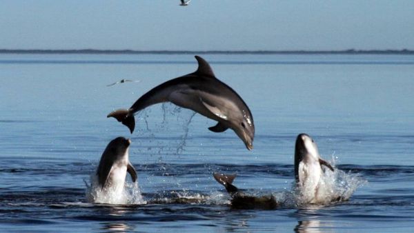 Un gruppo di delfini che si diverte.