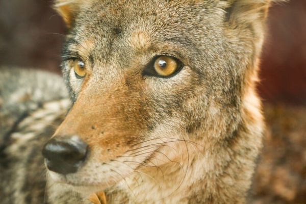 Coyote - Caratteristiche, Informazioni e Curiosità