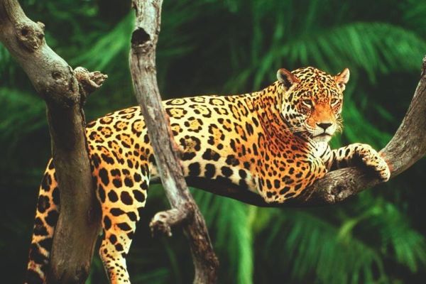 Il giaguaro è un felino carnivoro.