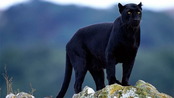 Black Panther: Informazioni, Caratteristiche e Curiosità
