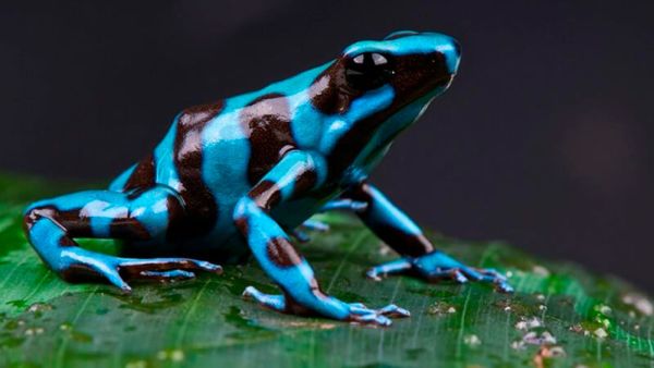 Poison Dart Frog: Informazioni, Caratteristiche e Curiosità