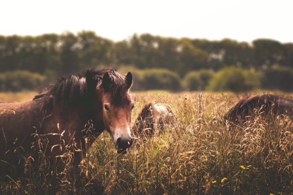 Cavalli: Informazioni, Caratteristiche e Curiosità