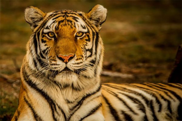 Tigre: Informazioni, Caratteristiche e Curiosità