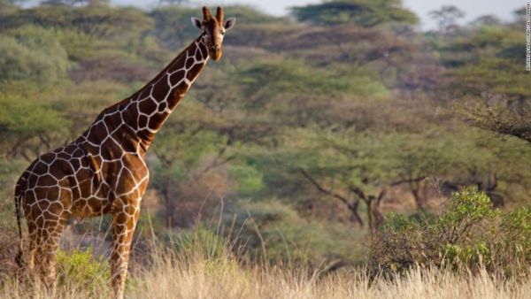 Immagine di una giraffa adulta