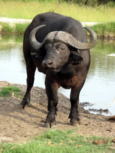 È facile scambiare il bufalo per suo cugino, il bisonte.
