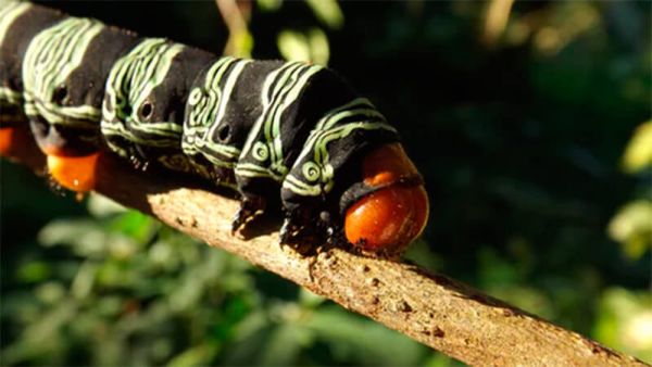 Caterpillar: Informazioni, Caratteristiche e Curiosità