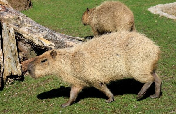 Capibara: Informazioni, Caratteristiche e Curiosità