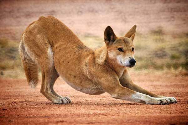 I dingo possono vivere da soli o in un branco,