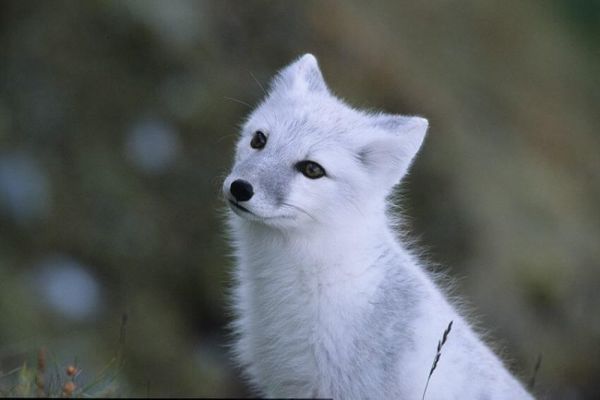 Polar Fox - Informazioni, Caratteristiche e Curiosità