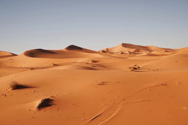 Animali del Deserto: Informazioni, Caratteristiche ed Elenco