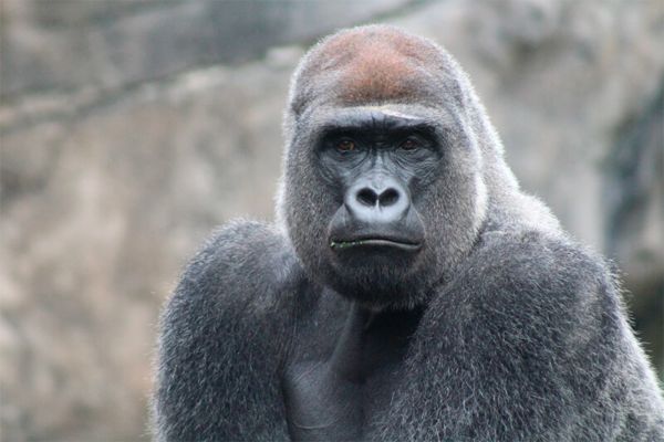 Gorilla: Informazioni, Caratteristiche e Curiosità