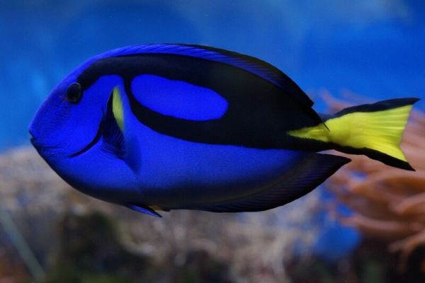 Il pesce chirurgo blu è anche conosciuto come il pesce con il numero 6.