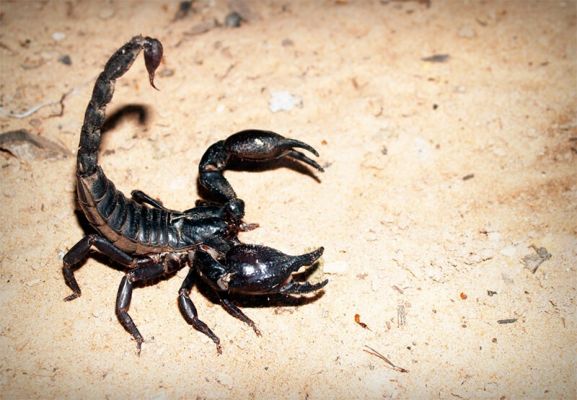 Lo Scorpione è aggressivo