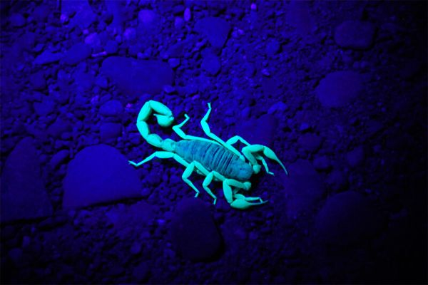 Scorpione alla luce ultravioletta
