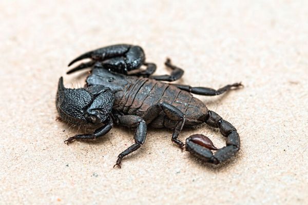 Scorpione: Informazioni, Caratteristiche e Curiosità