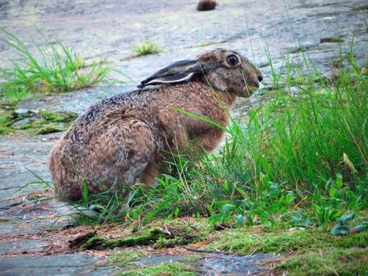 Coniglio: Informazioni, Caratteristiche e Curiosità