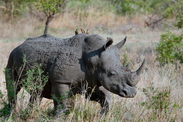 Rinoceronti: Informazioni, Caratteristiche e Curiosità